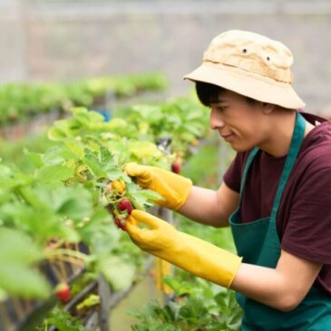 Governo do Reino Unido confirma 45 000 vistos de trabalhadores sazonais para 2025